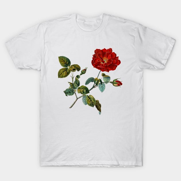 Rosa Gallica French Rose T-Shirt by AntiqueImages